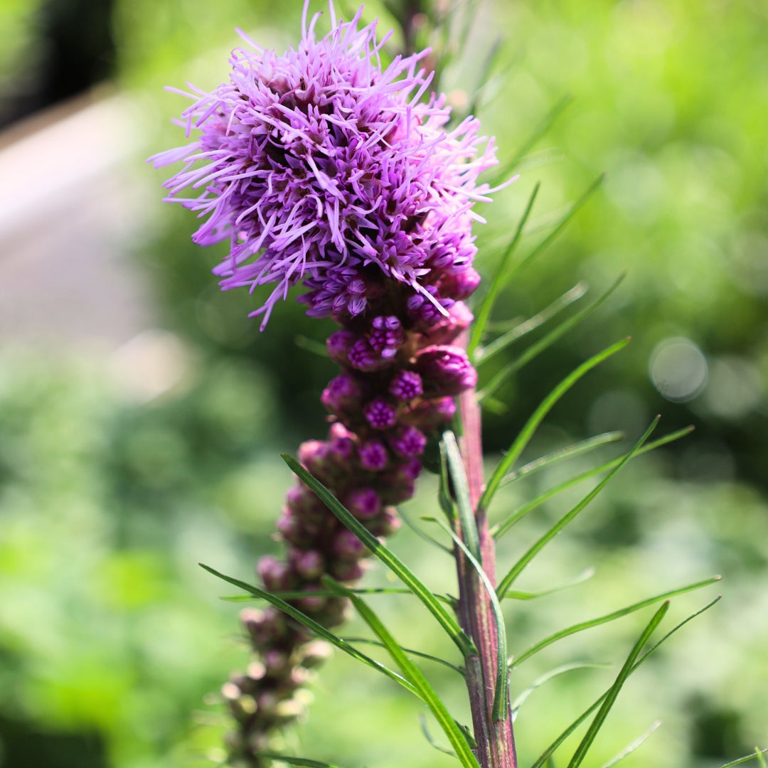 Buy Liatris Kobold Plants Online | Garden Goods Direct