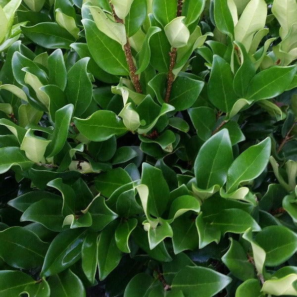 Ligustrum Davidsons Hardy