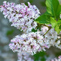 Lilac Miss Kim Shrub white and pink spring blooming flower clusters