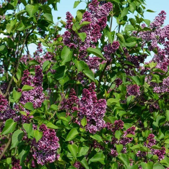 big purple flower clusters and bright green foliage on lilac sensation shrubs