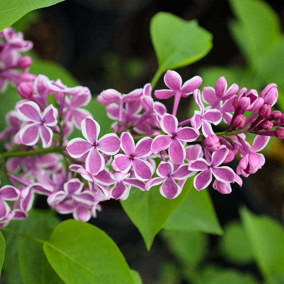Lilac Sensation Shrubs have purple and white blooms