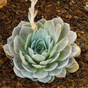 lilacina ghost echeveria succulent planted in a garden