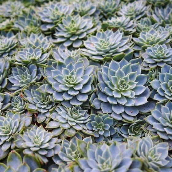 cluster of echeveria ghost succulent plants with blue silver foliage