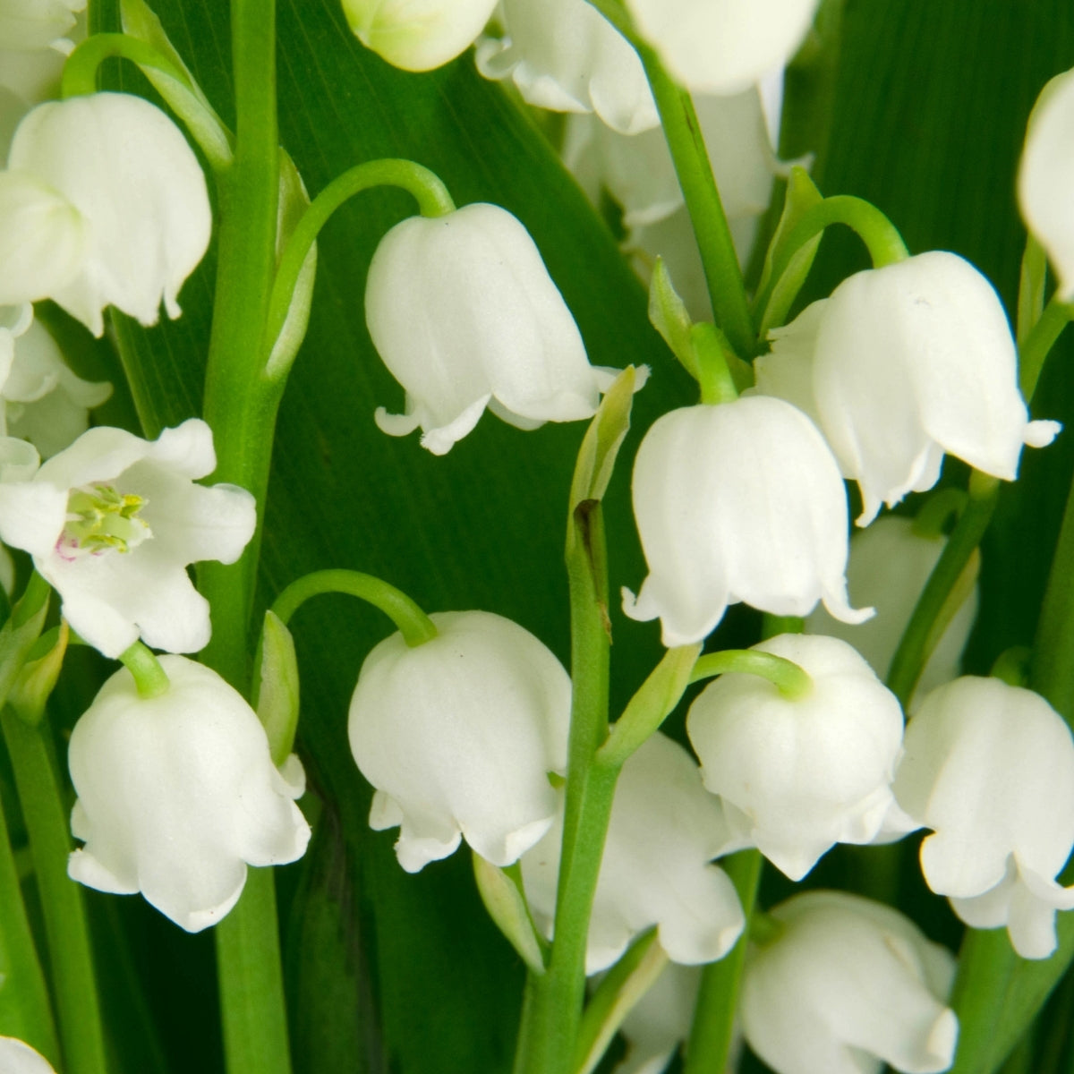 Lily of the Valley | Fragrant Shade Ground Cover (Convallaria)