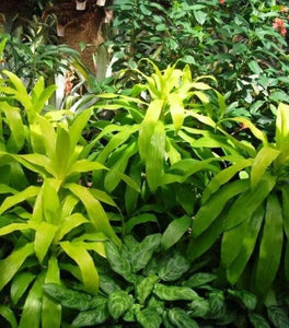Limelight Dracaena