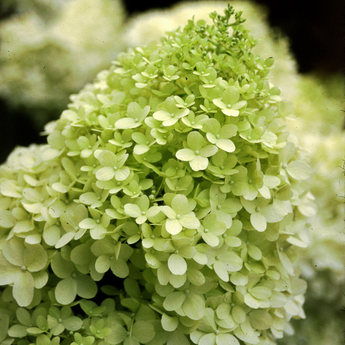 Hydrangea lime hotsell
