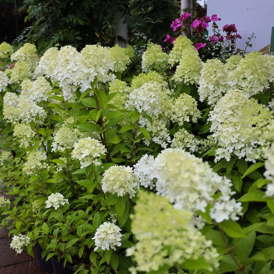 limelight hydrangea flowering in 3-gallon pots
