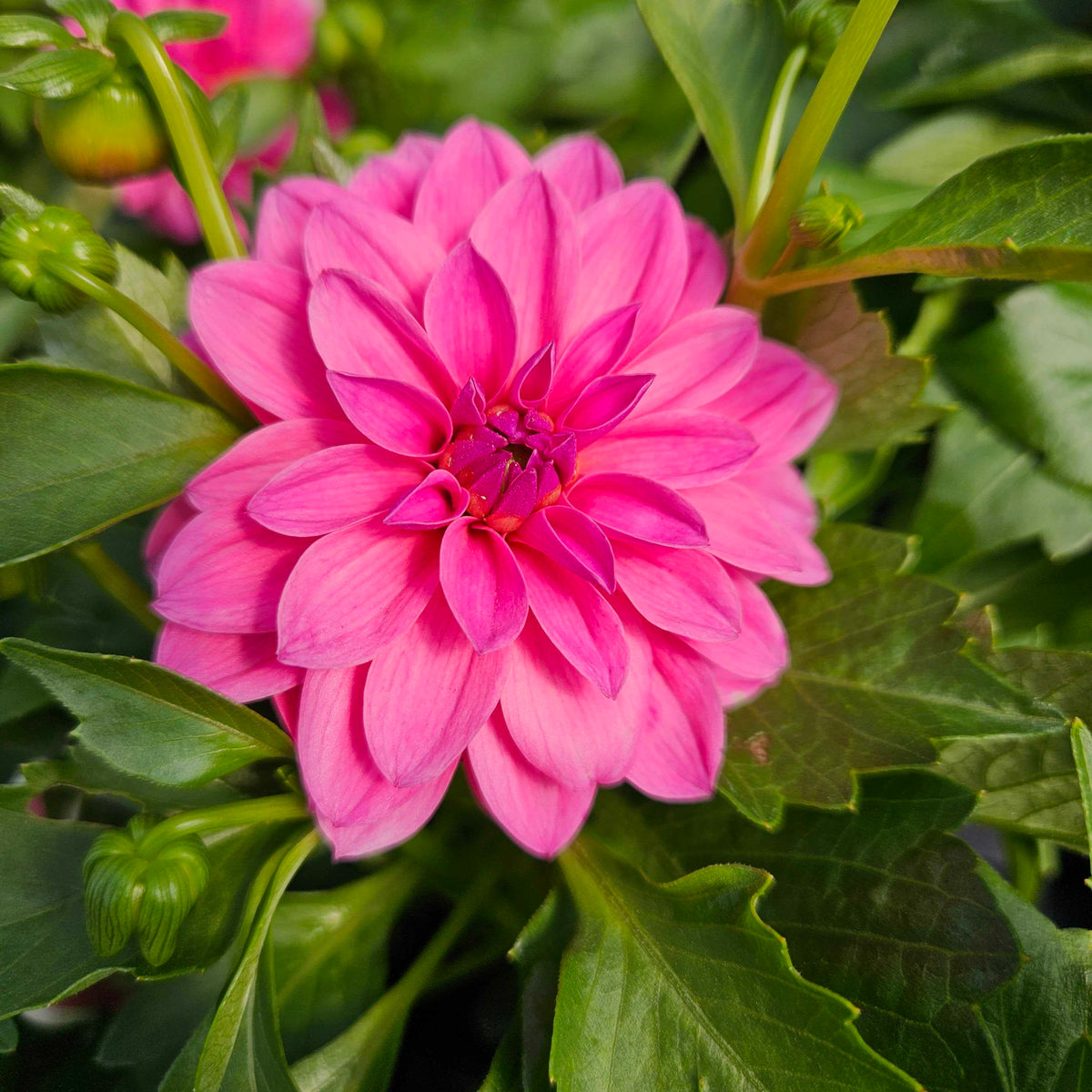 Lisa Dark Pink Dahlia for Sale | Bold Summer Dahlia Blooms
