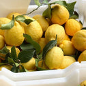 ripe lisbon lemons in a white container