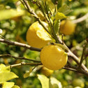 lisbon lemons on a tree ready to be picked