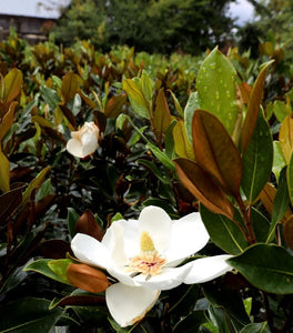 Little Gem Magnolia