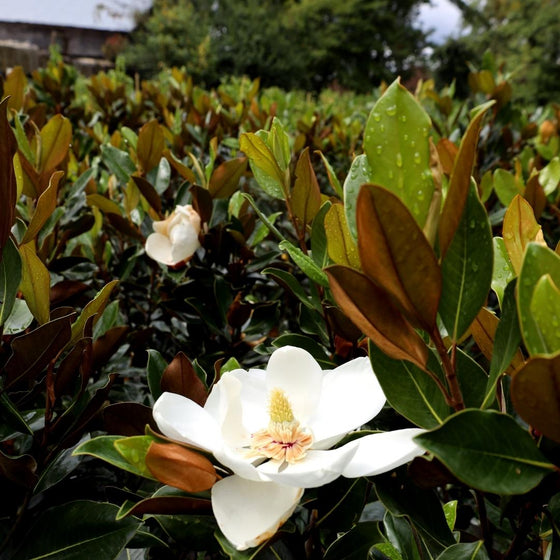 stunning little gem magnolia in fall