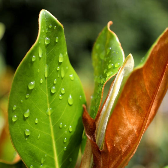 little gem foliage close up