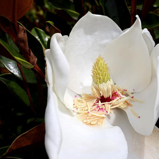 close up of little gem magnolia blooms