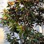 little gem magnolia tree in the landscape