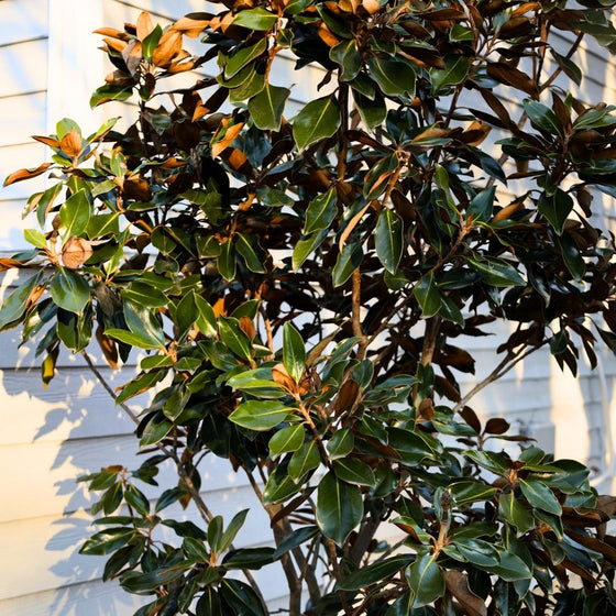 little gem magnolia tree in the landscape