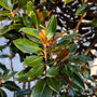 close up of southern magnolia leaves