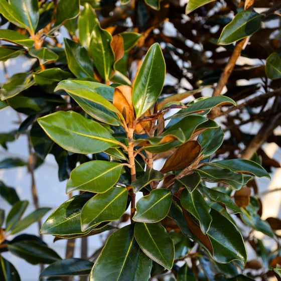 close up of southern magnolia leaves
