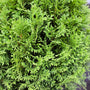 evergreen foliage