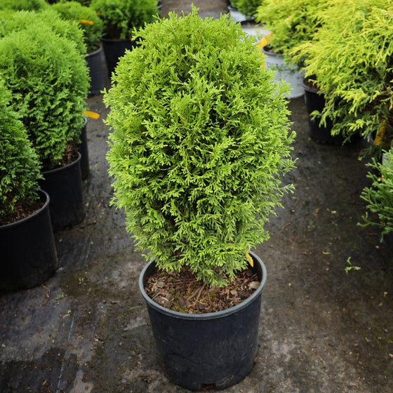 little giant arborvitae
