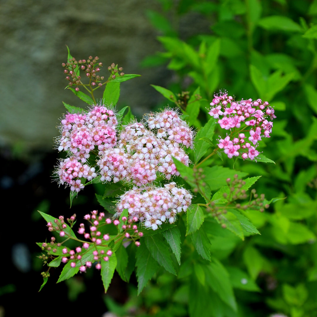 fertilizer for spirea plant Little Princess Spirea