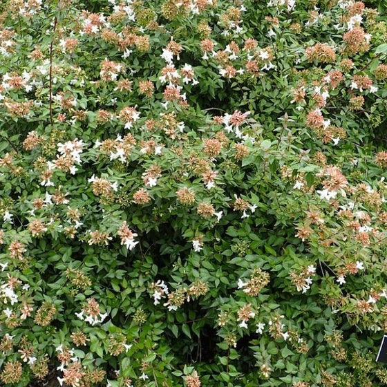 Abelia Little Richard is a great foundation shrub that produces fragrant white flowers