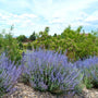 3 little spire russian sage perennial with lavender purple flowers