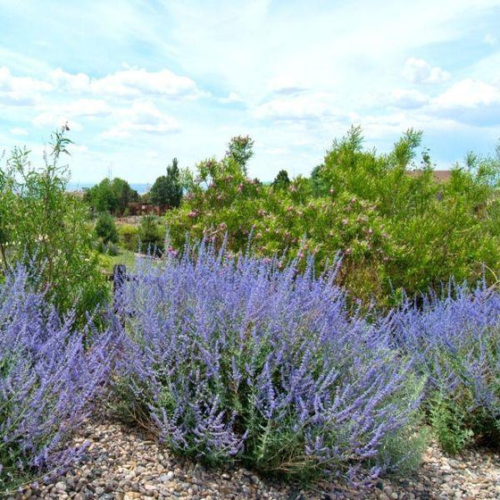 3 little spire russian sage perennial with lavender purple flowers