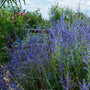 Little Spire Russian Sage