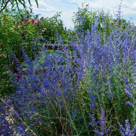 Little Spire Russian Sage