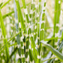 miscanthus little zebra has bright green foliage