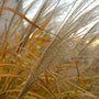 miscanthus little zebra is an ornamental grass with fall plumes