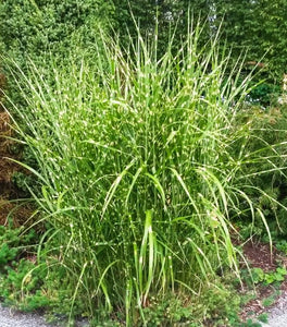 Little Zebra Grass