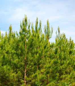Loblolly Pine