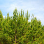 full grown loblolly pine trees grown in mass