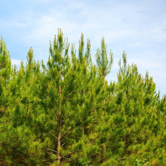 full grown loblolly pine trees grown in mass