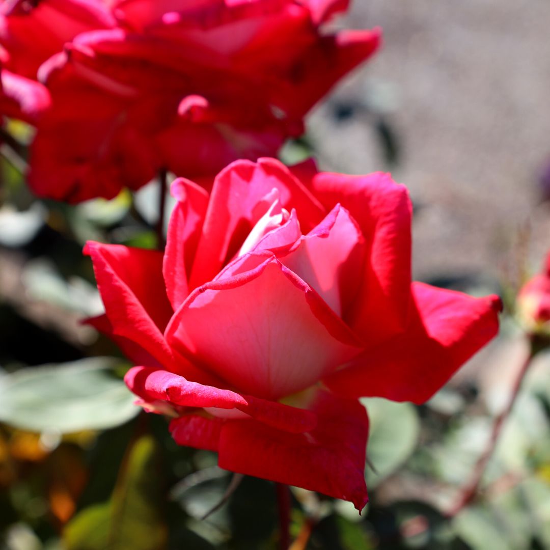 Love Rose for Sale | Red Grandiflora Rose Bush, Long-Stem Blooms