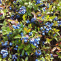 Blackberry lowbush ripe berries and copper foliage in fall