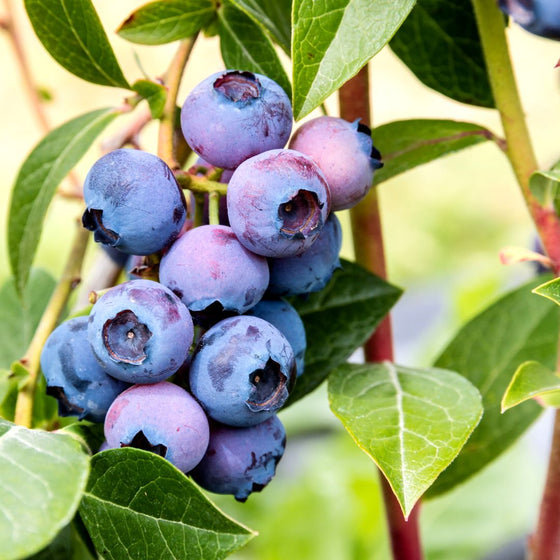 Low Bush Blueberry Bush close up of blueberries and light green leaves