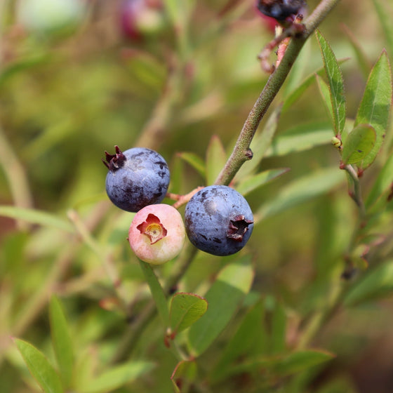 sweet ripe summer blueberries