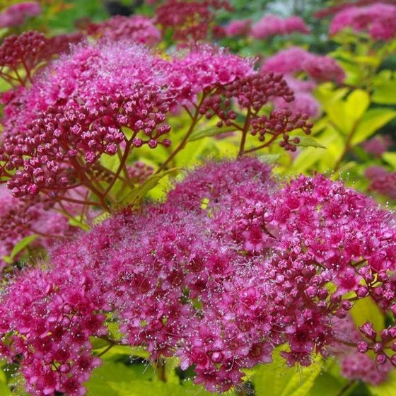 magic carpet spirea has bright pink blooms