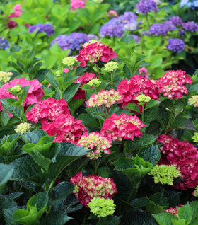 Magical® Ruby Red Hydrangea