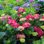 deep pink blooms on the magical ruby red hydrangea