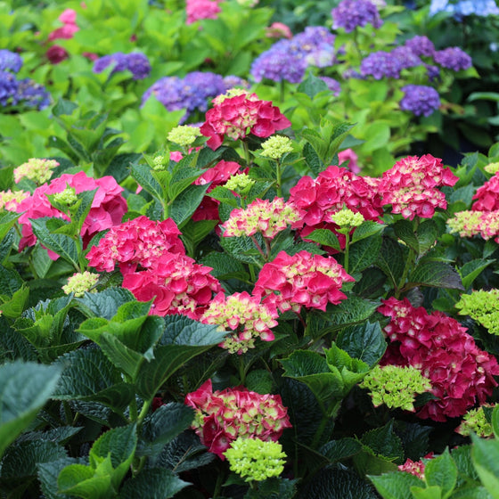 deep pink blooms on the magical ruby red hydrangea