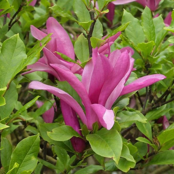 Pink Magnolia Betty Tree Blossoms