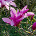 Magnolia Betty Tree Blossom has bright pink blooms