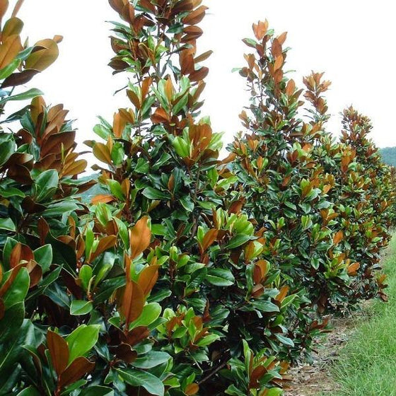 Bracken's Brown Beauty Magnolia Trees planted as a privacy Screen