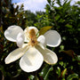 giant magnolia flowers on brackens brown beauty