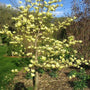 young Butterfly Magnolia Tree in Flower