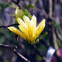 bright yellow magnolia butterflies
